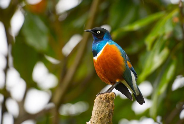 birds in tarangire national park