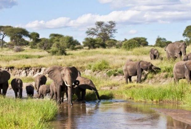 elephant in tarangire national park (1)