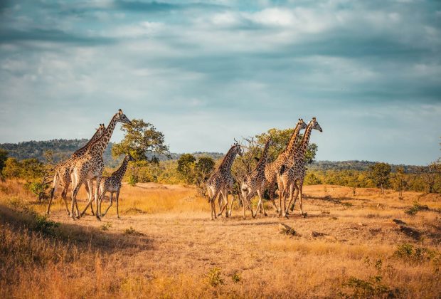 giraffe safari