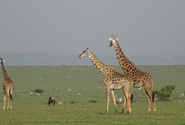 girraffe in serengeti national park