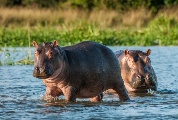 hippopotamus in serengeti