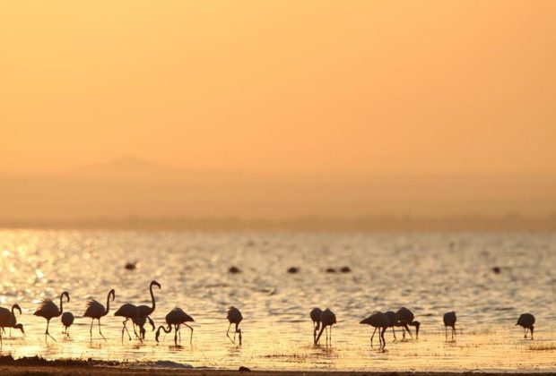lake manyara flamingo
