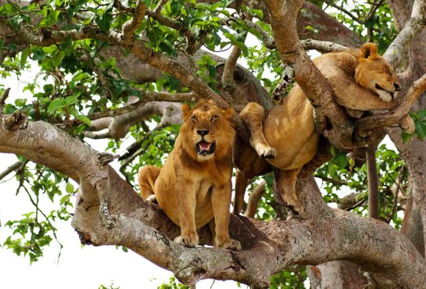lion in manyara national par