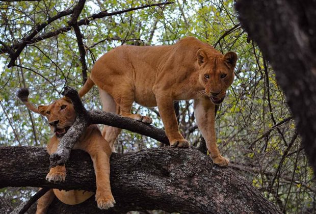 lion in manyara national park (2)