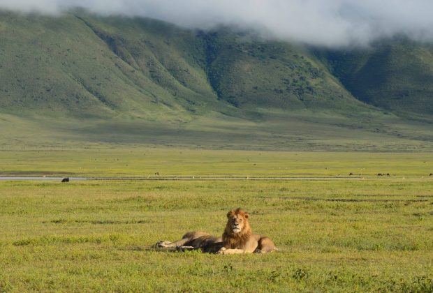 lion in ngorongoro national park