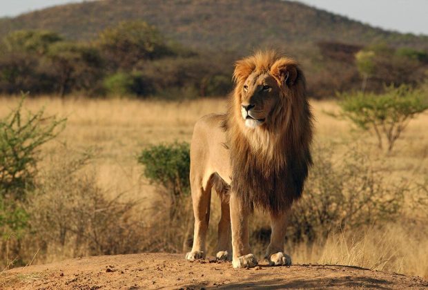 lion in tarangire national park