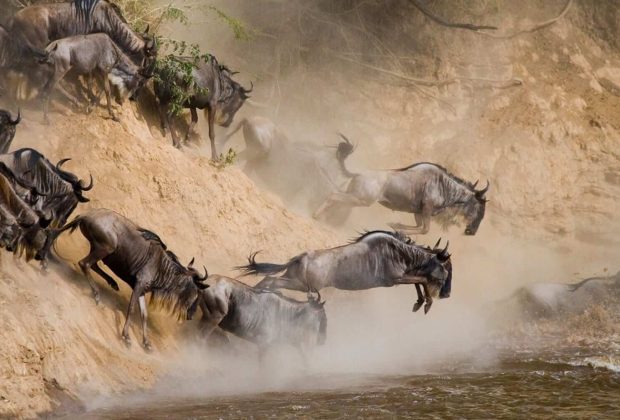 migration of wildebeest