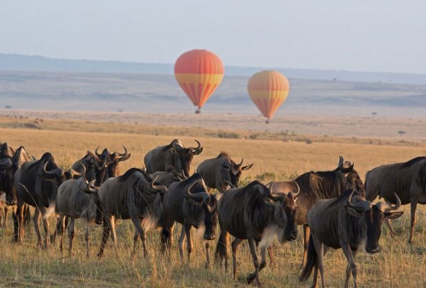 migration wildebeest