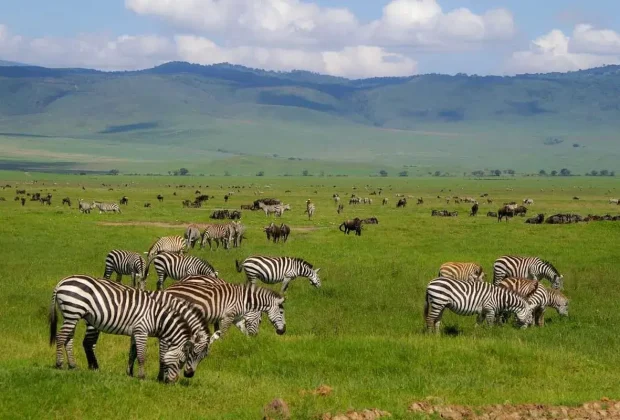 ngorongoro conservation