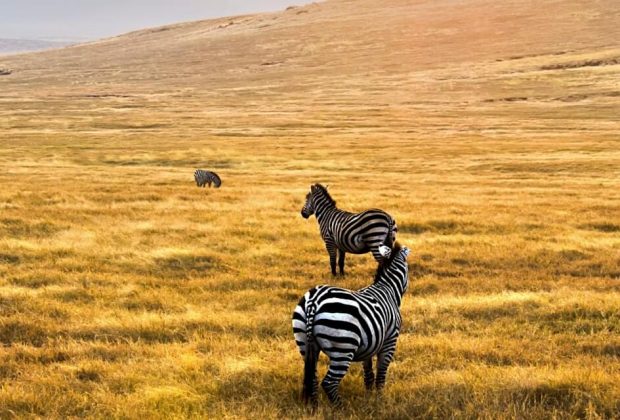 serbngeti-national-park-zebra (1)
