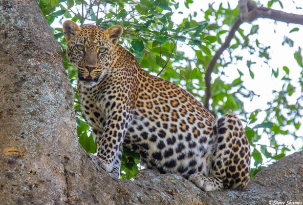 serengeti national park