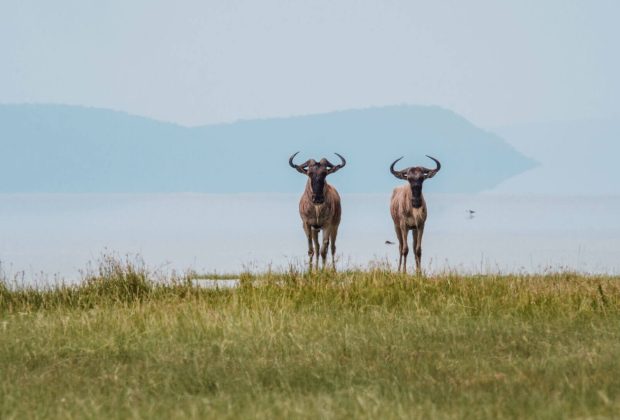 serengeti wildebeest2