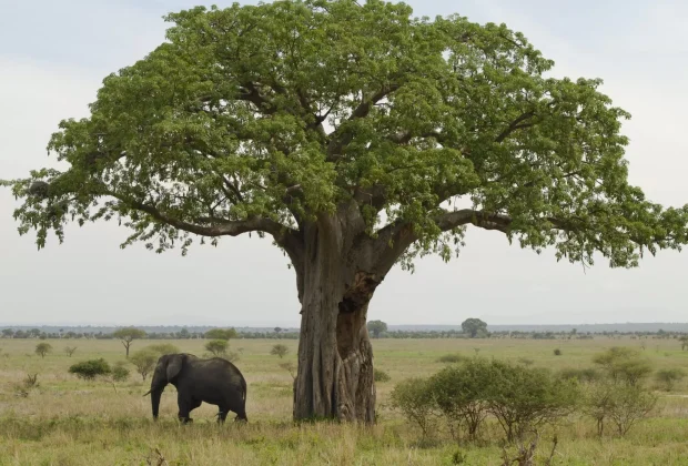 tarangire elephant