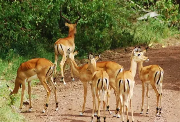 tarangire national park (1)
