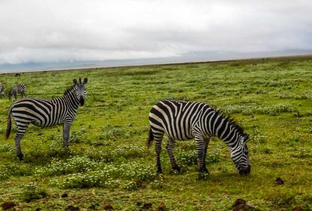 tarangire national park 2 (1)