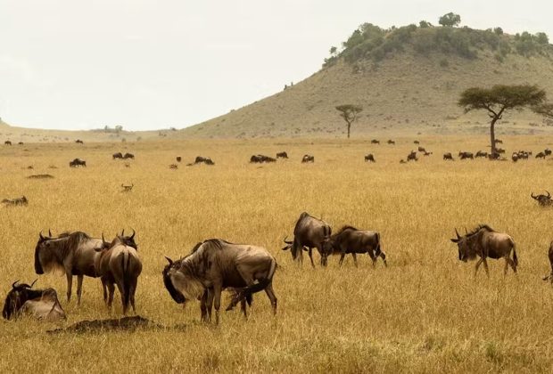 wildebeest-migration-2