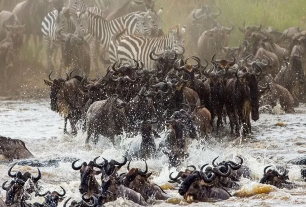 wildebeest migration